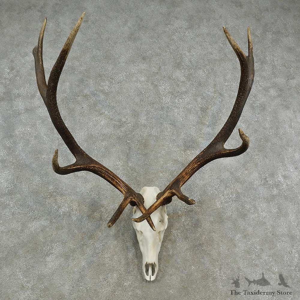 Rocky Mountain Elk Skull European Mount For Sale #16950 @ The Taxidermy Store