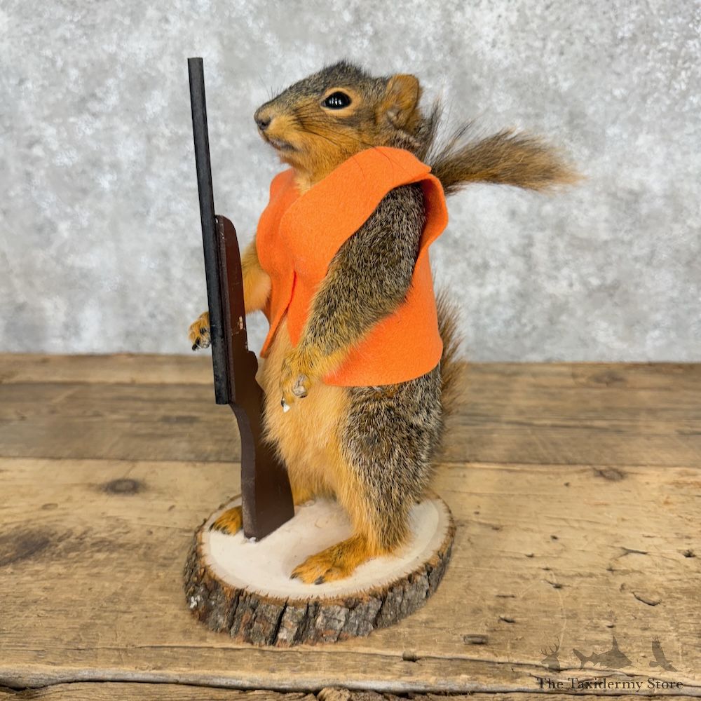Hunting Squirrel Novelty Mount For Sale #29492 @ The Taxidermy Store