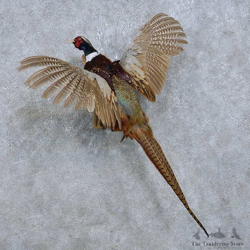 Flying Ringneck Pheasant Mount For Sale #14821 @ The Taxidermy Store