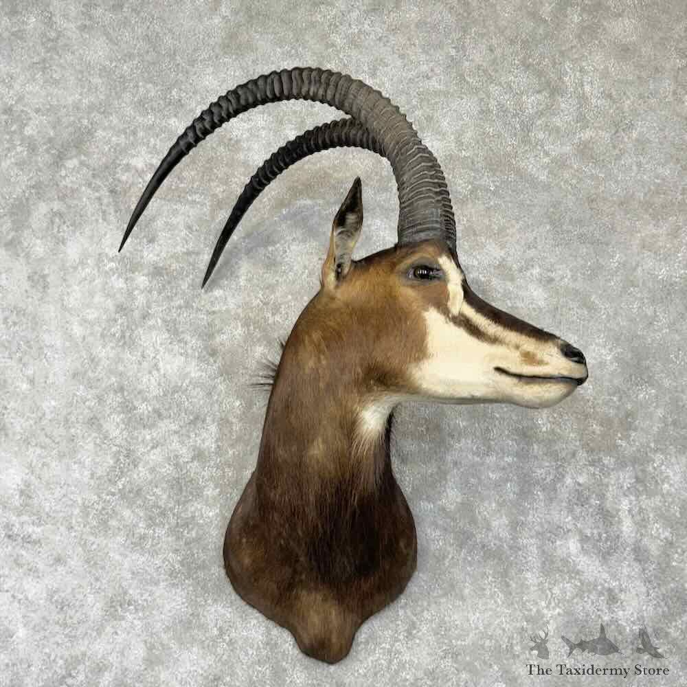 African Sable Antelope Shoulder Mount For Sale #30379 @ The Taxidermy Store