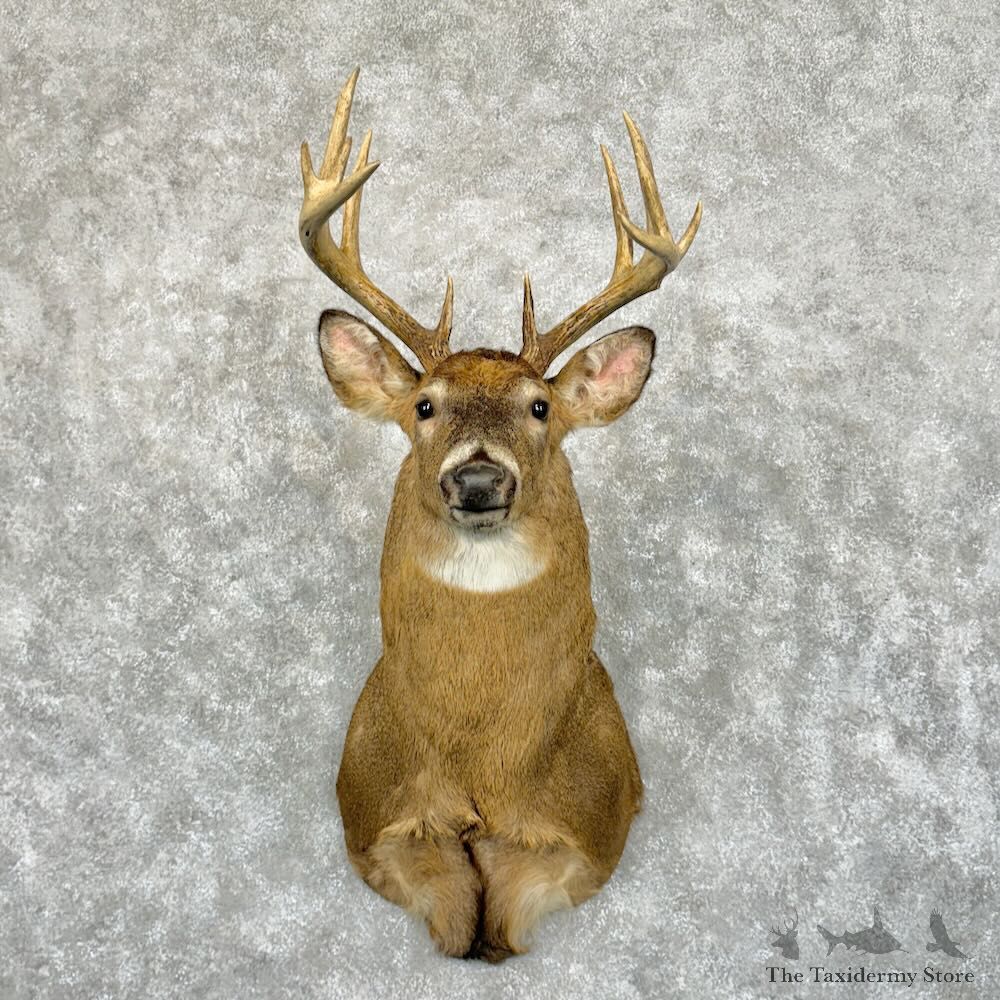 Whitetail Deer Shoulder Mount For Sale #29046 - The Taxidermy Store