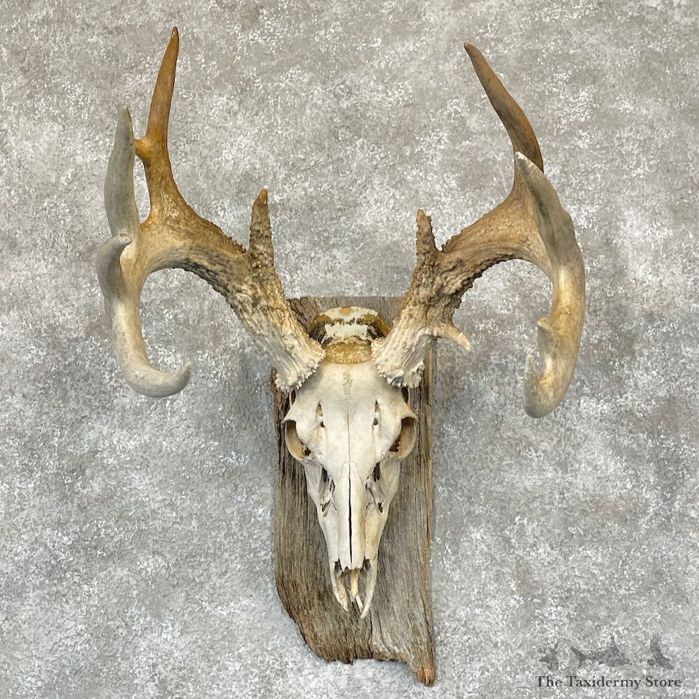 Whitetail Deer Skull European Mount For Sale #28106 @ The Taxidermy Store