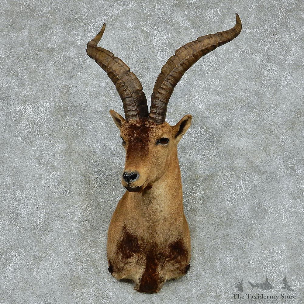 Spanish Ibex Shoulder Taxidermy Mount #13132 For Sale @ The Taxidermy Store
