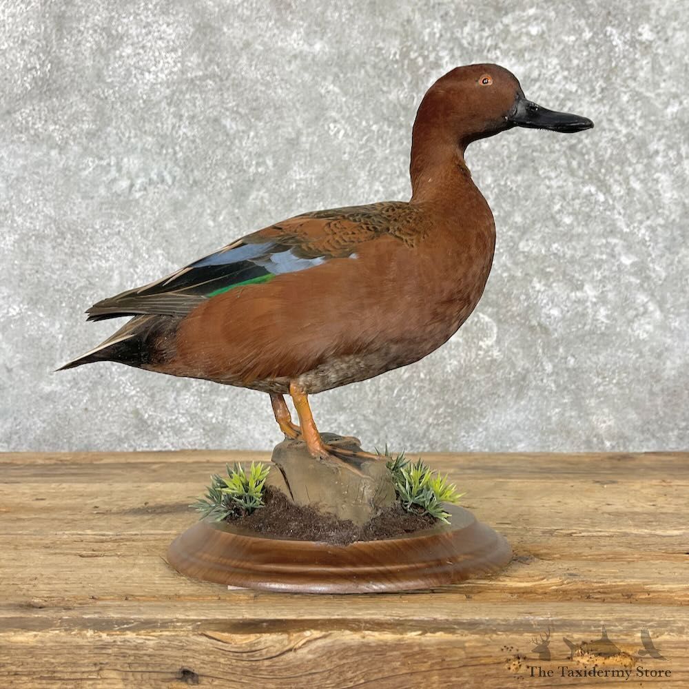 Cinnamon Teal Duck Mount For Sale #27581 @ The Taxidermy Store
