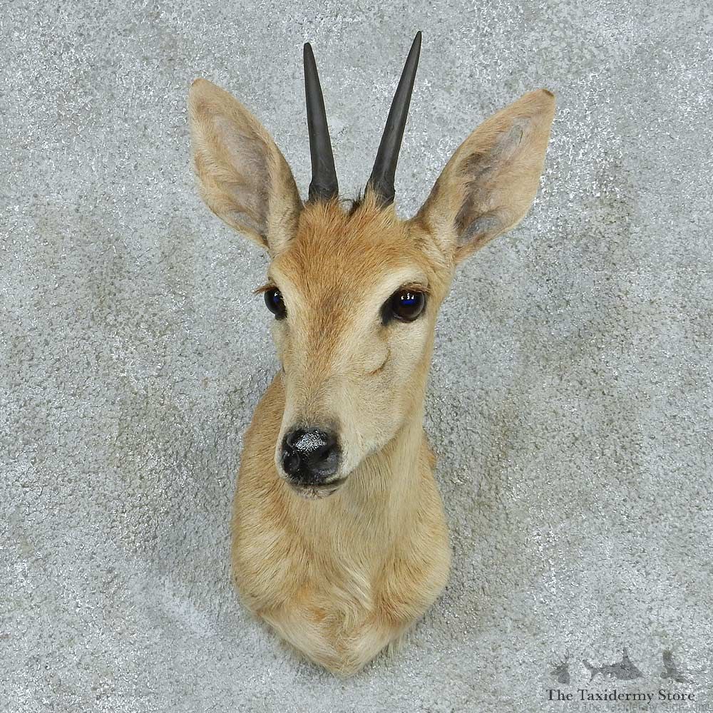 African Grey Duiker Shoulder Mount #13720 For Sale @ The Taxidermy Store