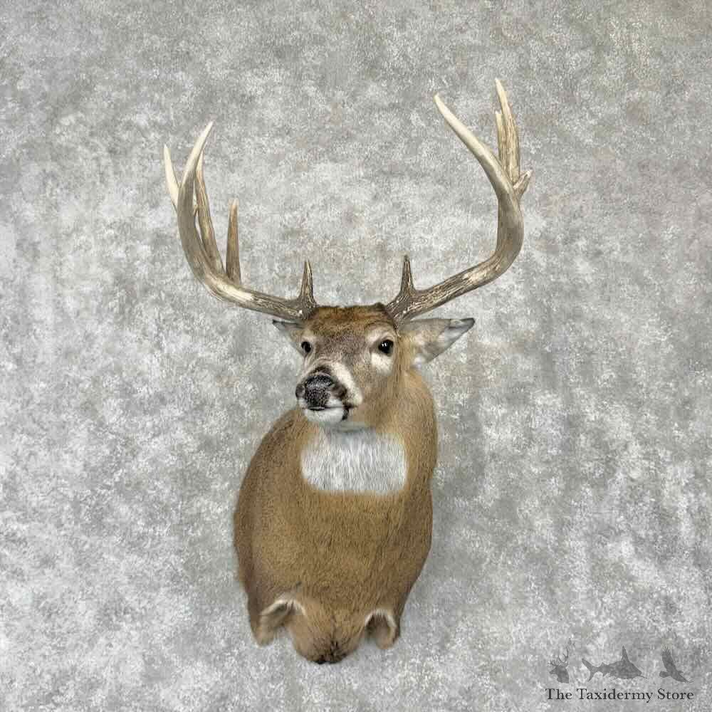 Whitetail Deer Shoulder Mount For Sale #30352 @ The Taxidermy Store