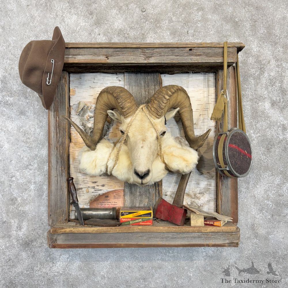 Texas Dall Sheep Display Mount For Sale #29985 @ The Taxidermy Store