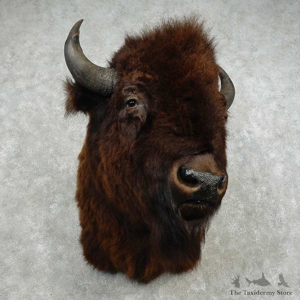 American Bison Shoulder Mount For Sale #16835 @ The Taxidermy Store