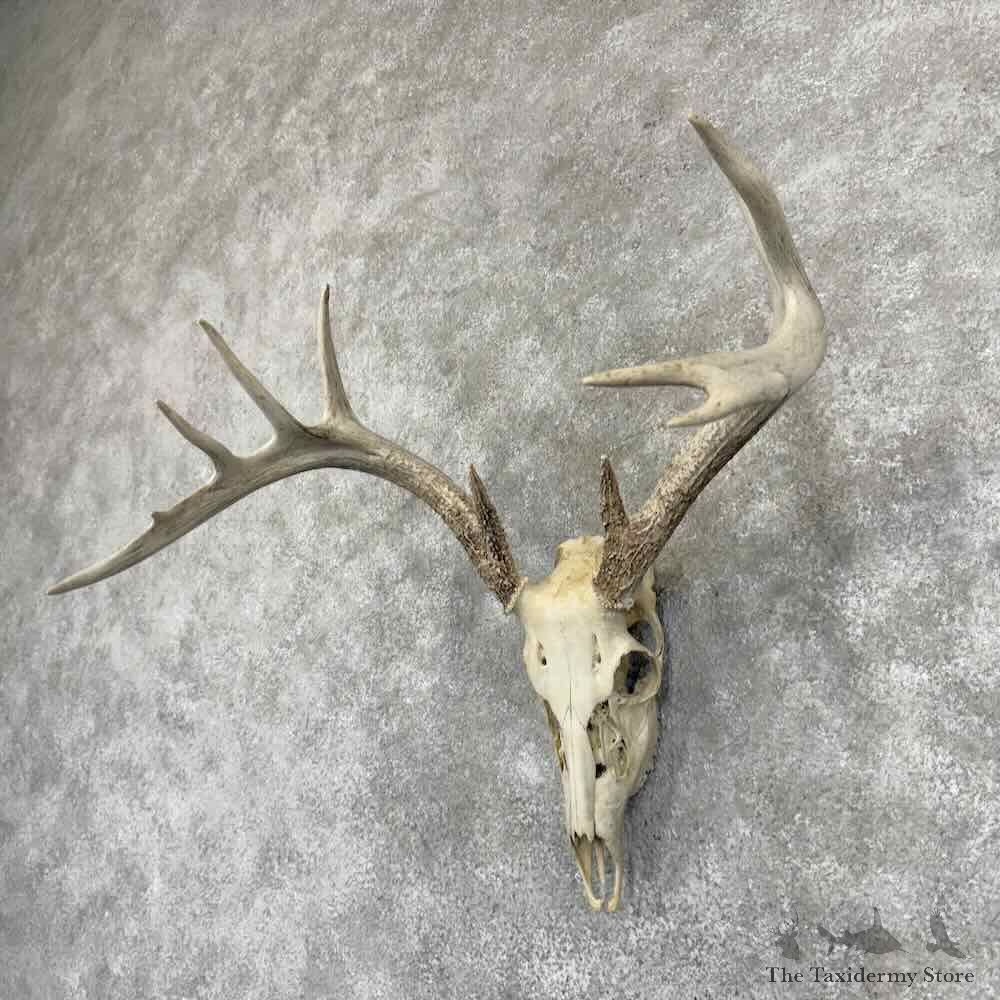 Whitetail Deer Skull European Mount For Sale #30917 @ The Taxidermy Store