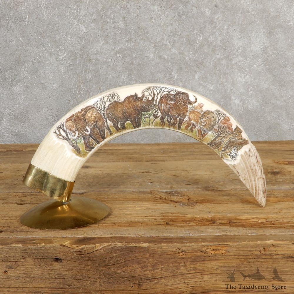 Scrimshawed Hippopotamus Tooth For Sale #20638 @ The Taxidermy Store