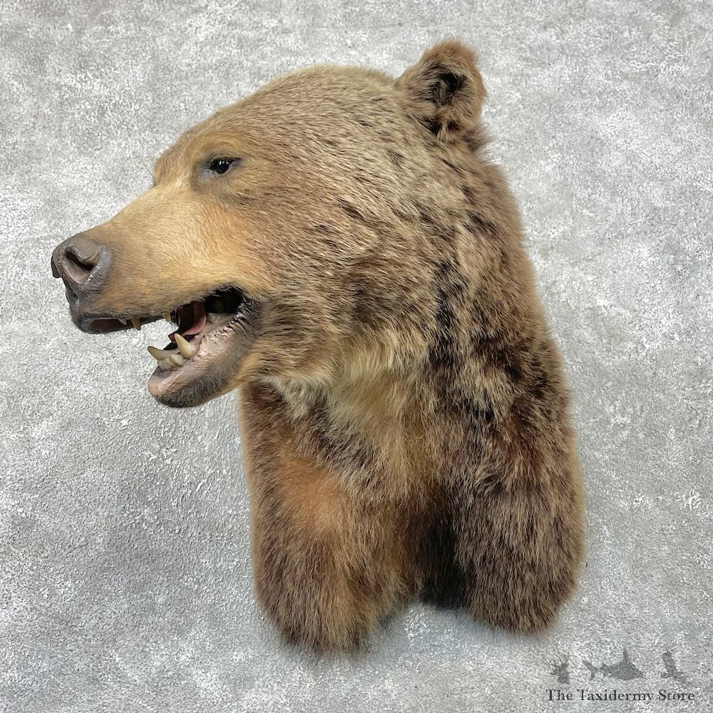 Grizzly Bear Shoulder Mount For Sale #26262 @ The Taxidermy Store