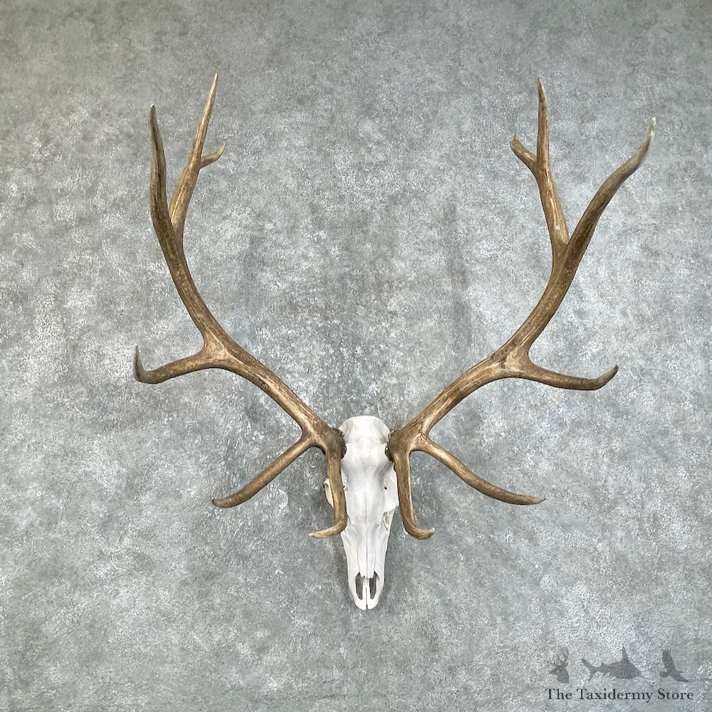 Rocky Mountain Elk Skull European Mount For Sale #25840 @ The Taxidermy Store
