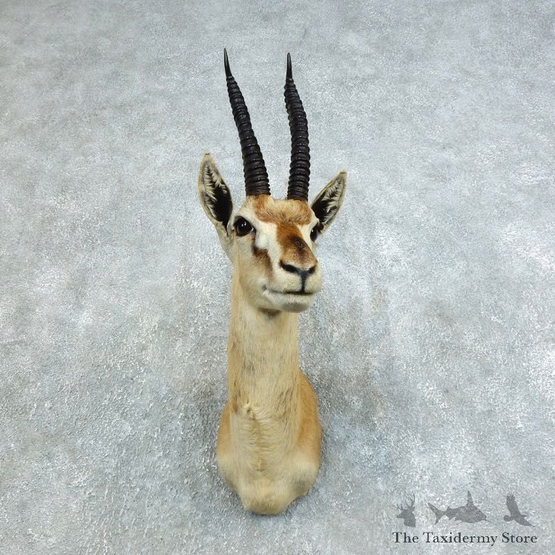 African Thomson's Gazelle Shoulder #18454 - For Sale @ The Taxidermy Store