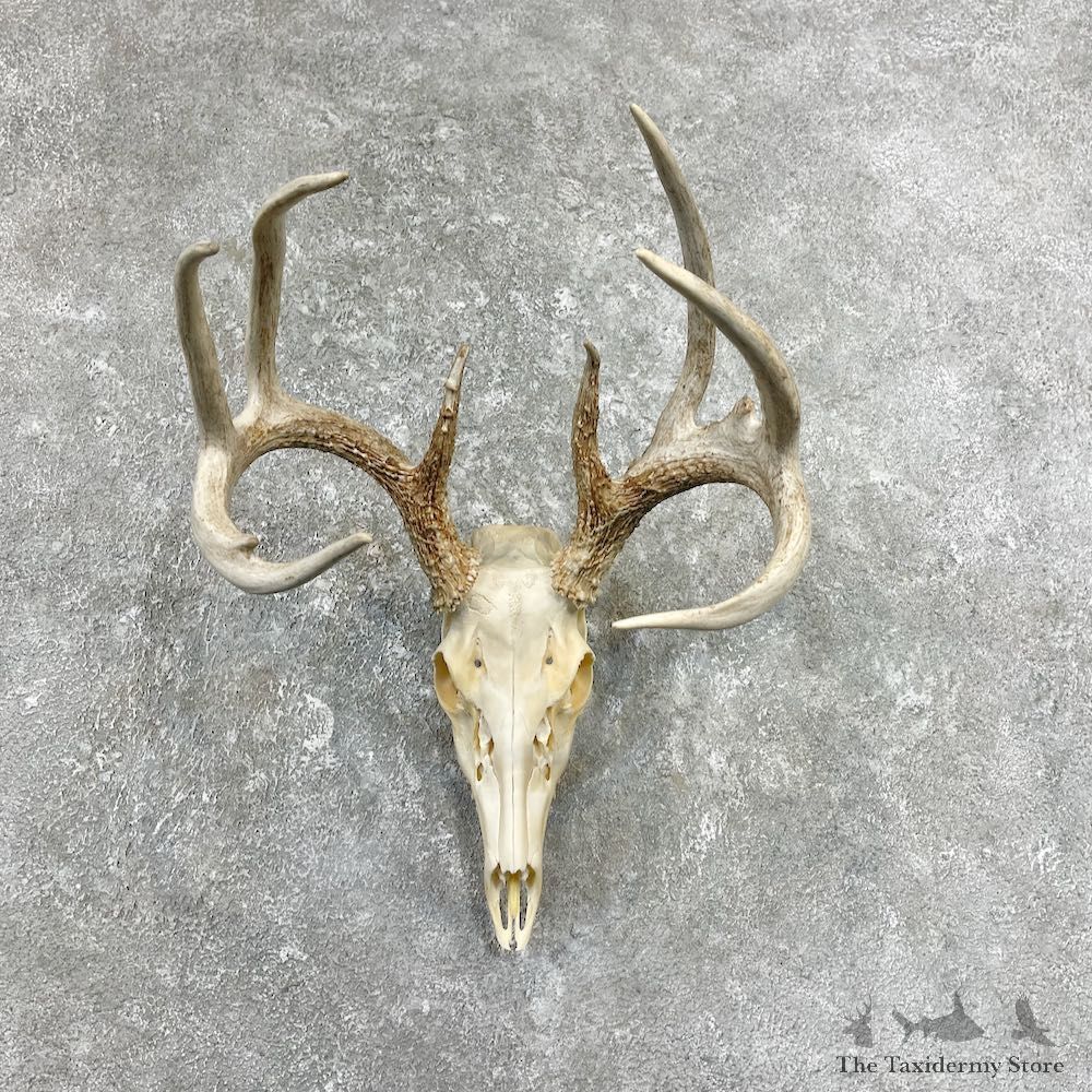 Whitetail Deer Skull European Mount For Sale #26253 @ The Taxidermy Store