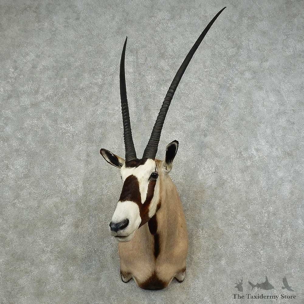 Kalahari Gemsbok Shoulder Mount For Sale #16781 @ The Taxidermy Store