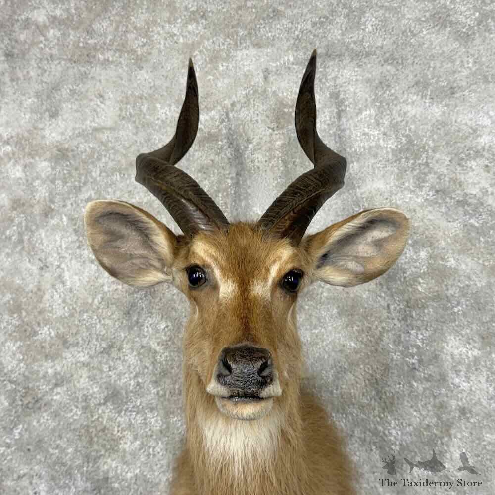 Zambezi Sitatunga Shoulder Mount For Sale #32011 @ The Taxidermy Store