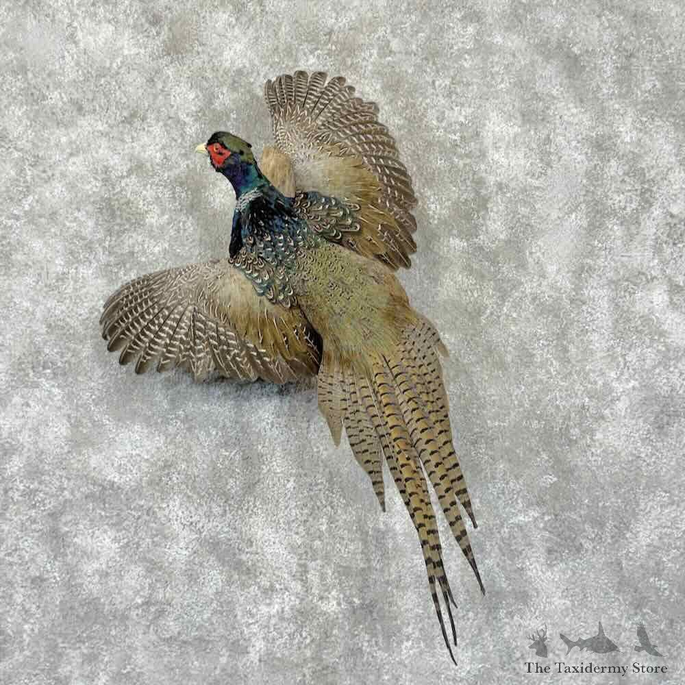 Green Pheasant Bird Mount For Sale #31578 @ The Taxidermy Store
