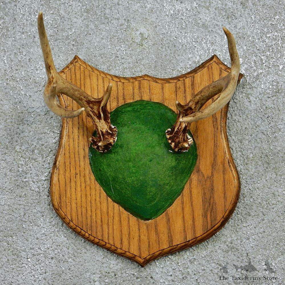 Whitetail Deer Antlers Plaque Taxidermy Mount #12979 For Sale @ The Taxidermy Store