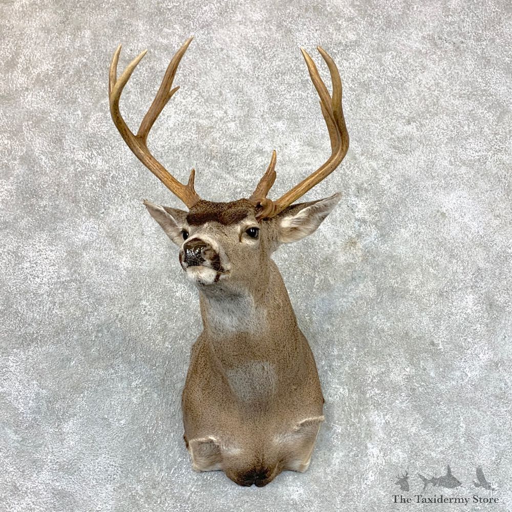 Columbian Black-tailed Deer Shoulder Mount For Sale #23529 @ The Taxidermy Store
