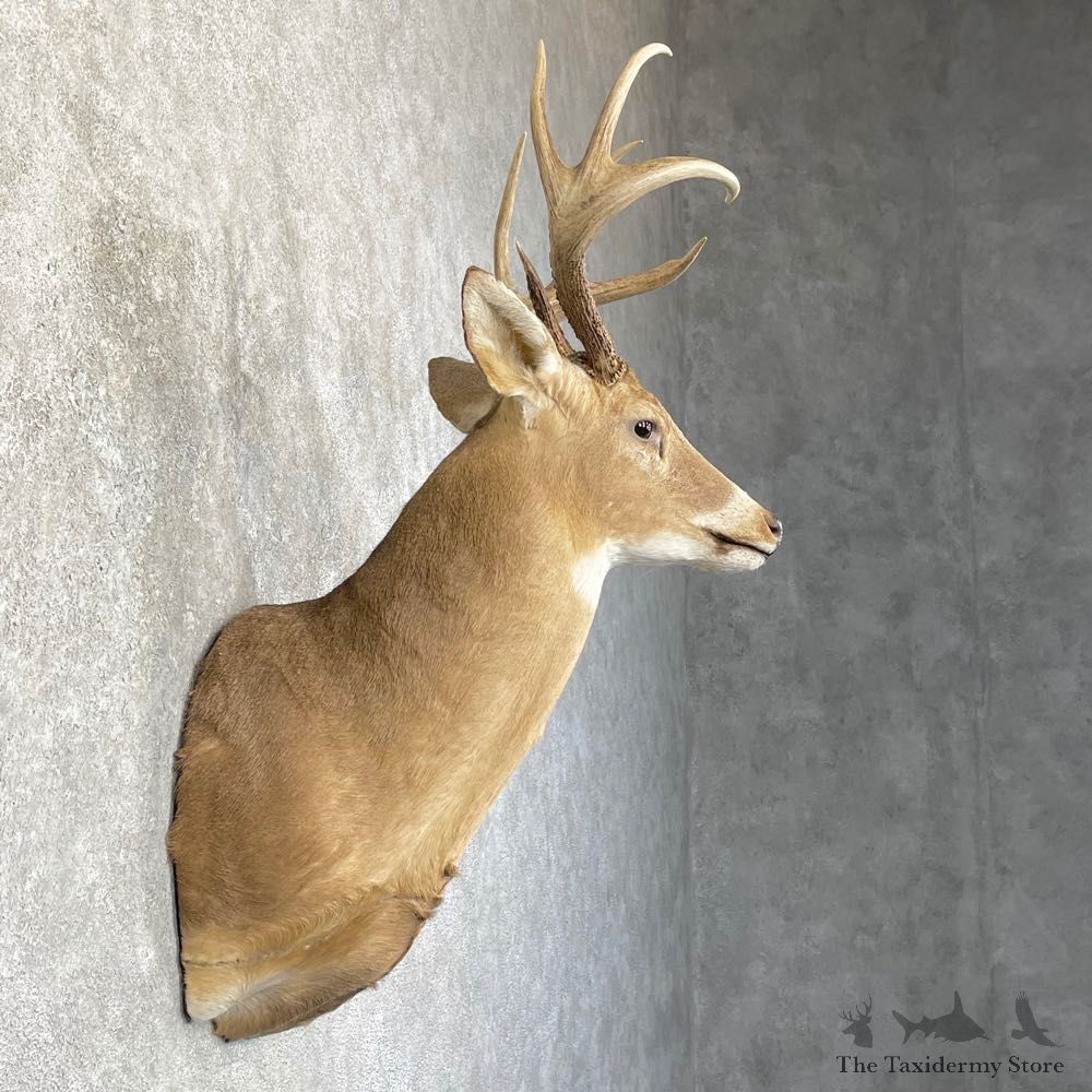 Whitetail Deer Shoulder Mount #24598 For Sale - The Taxidermy Store