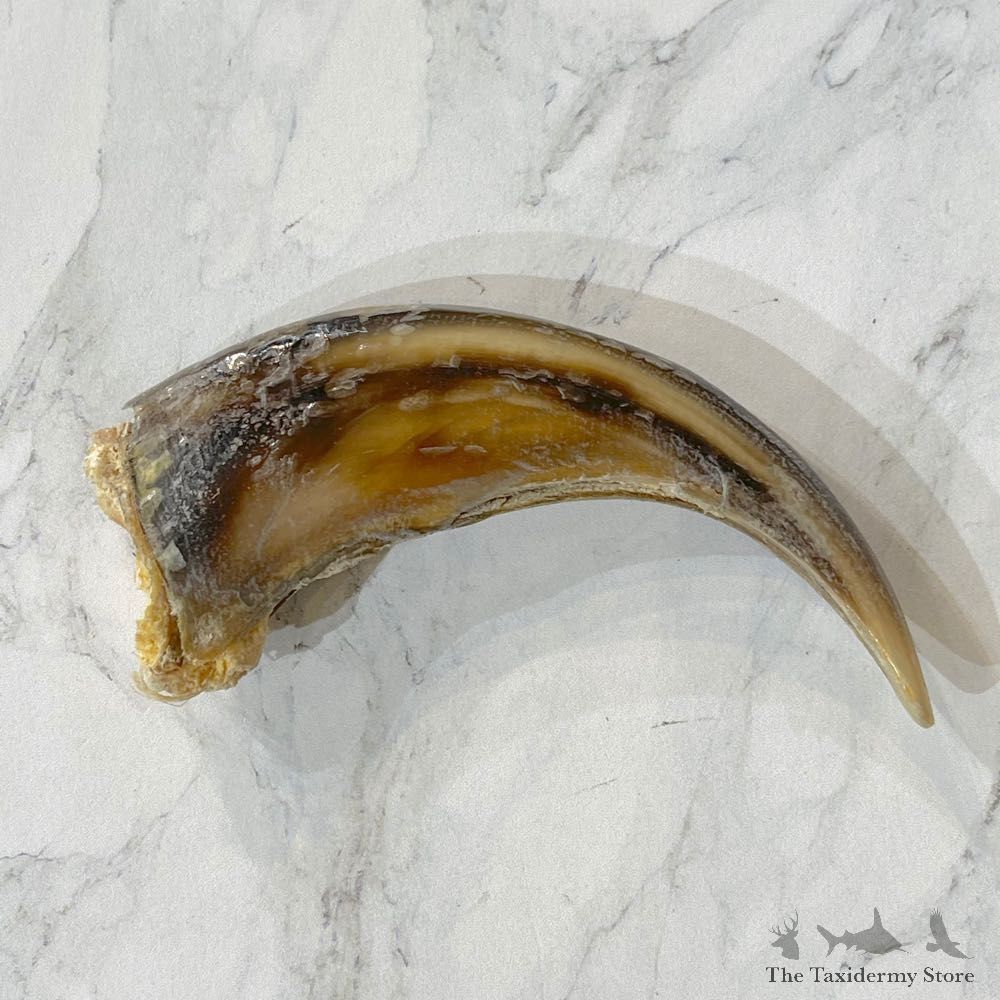 Grizzly Bear Claw For Sale #24894 - The Taxidermy Store