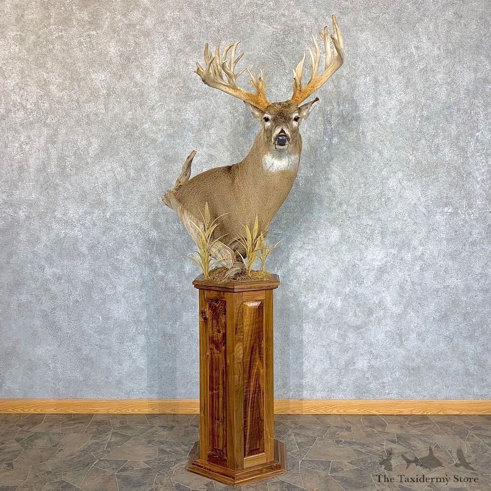 Whitetail Deer Shoulder Mount For Sale #22426 @ The Taxidermy Store