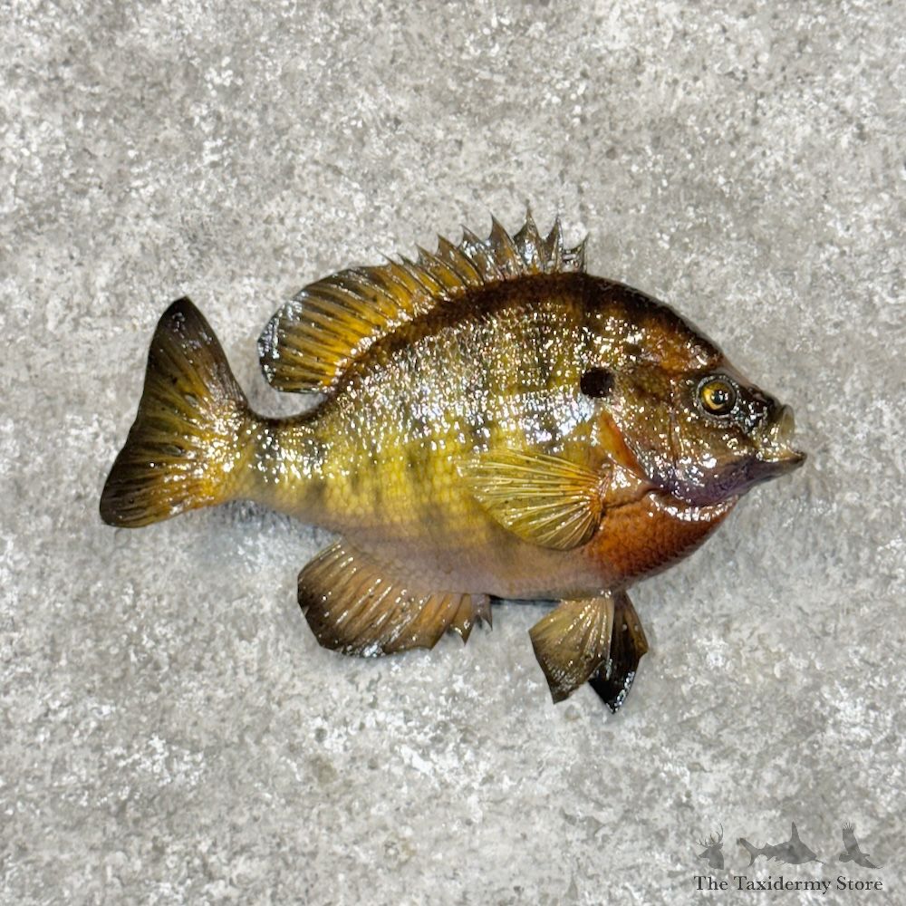 Bluegill Fish Mount For Sale #29920 @ The Taxidermy Store