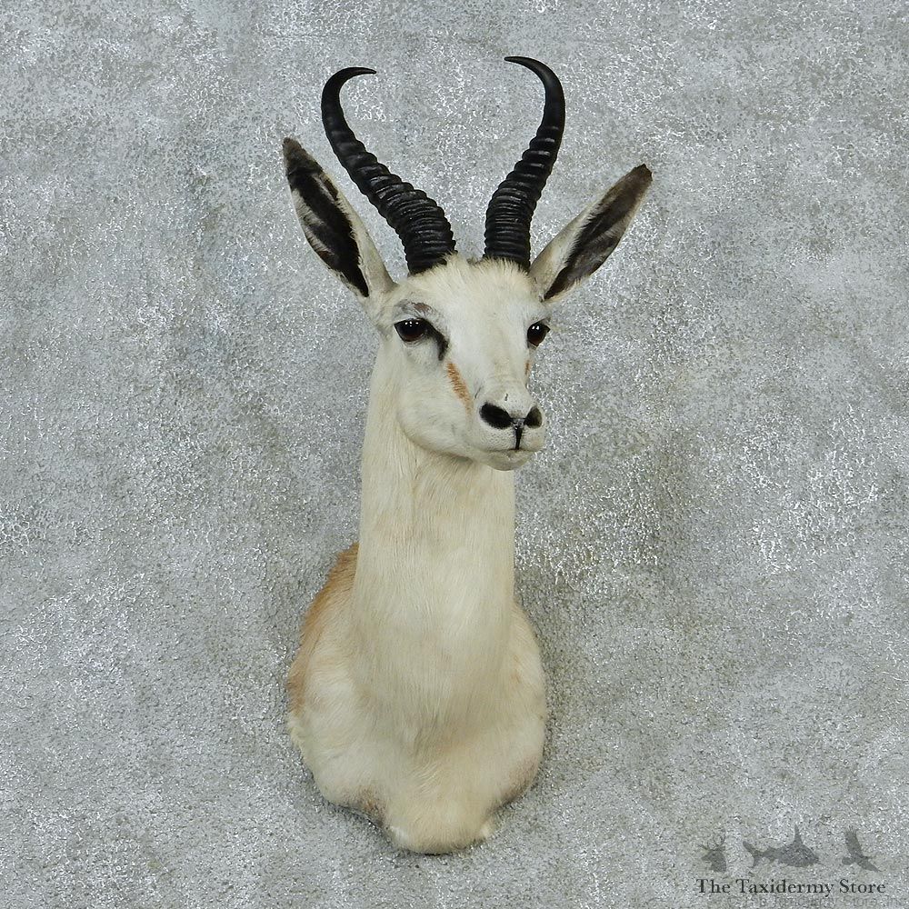 White Springbok Taxidermy Head Mount #12859 For Sale @ The Taxidermy Store