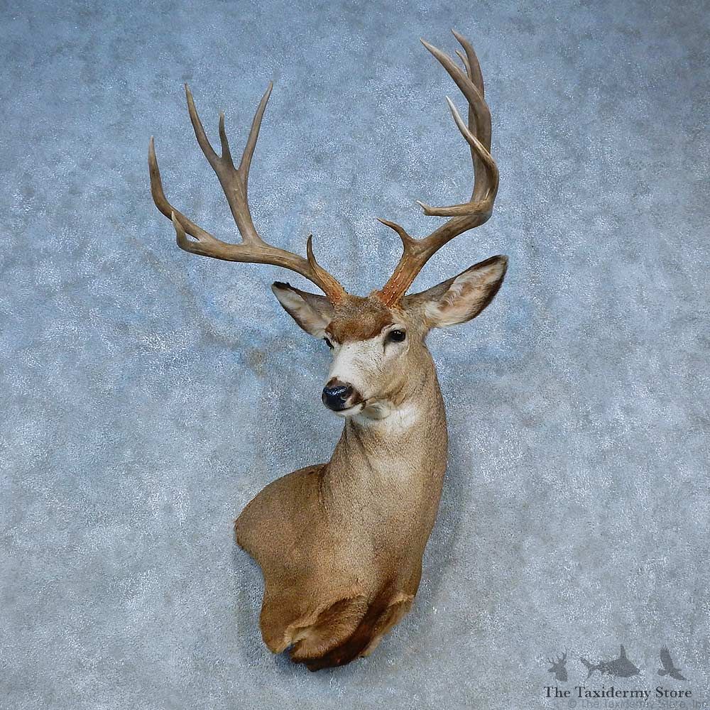 Mule Deer Shoulder Mount For Sale #15464 @ The Taxidermy Store