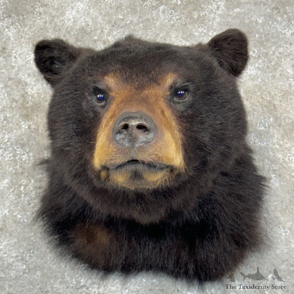 Black Bear Shoulder Mount For Sale #29561 @ The Taxidermy Store