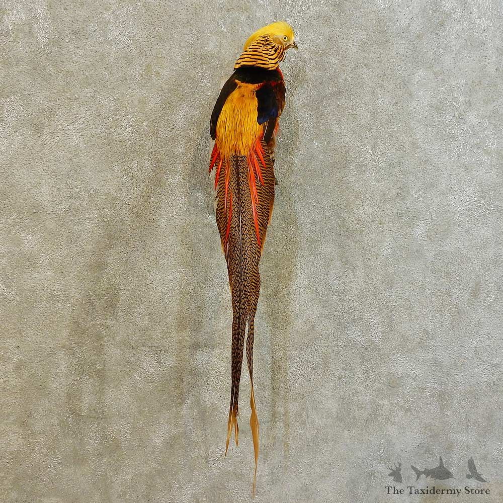 Golden Pheasant Bird Mount For Sale #16528 @ The Taxidermy Store