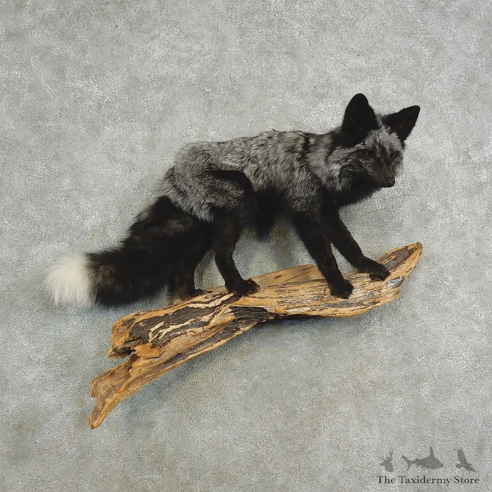 Silver Fox Life-Size Mount For Sale #17042 @ The Taxidermy Store