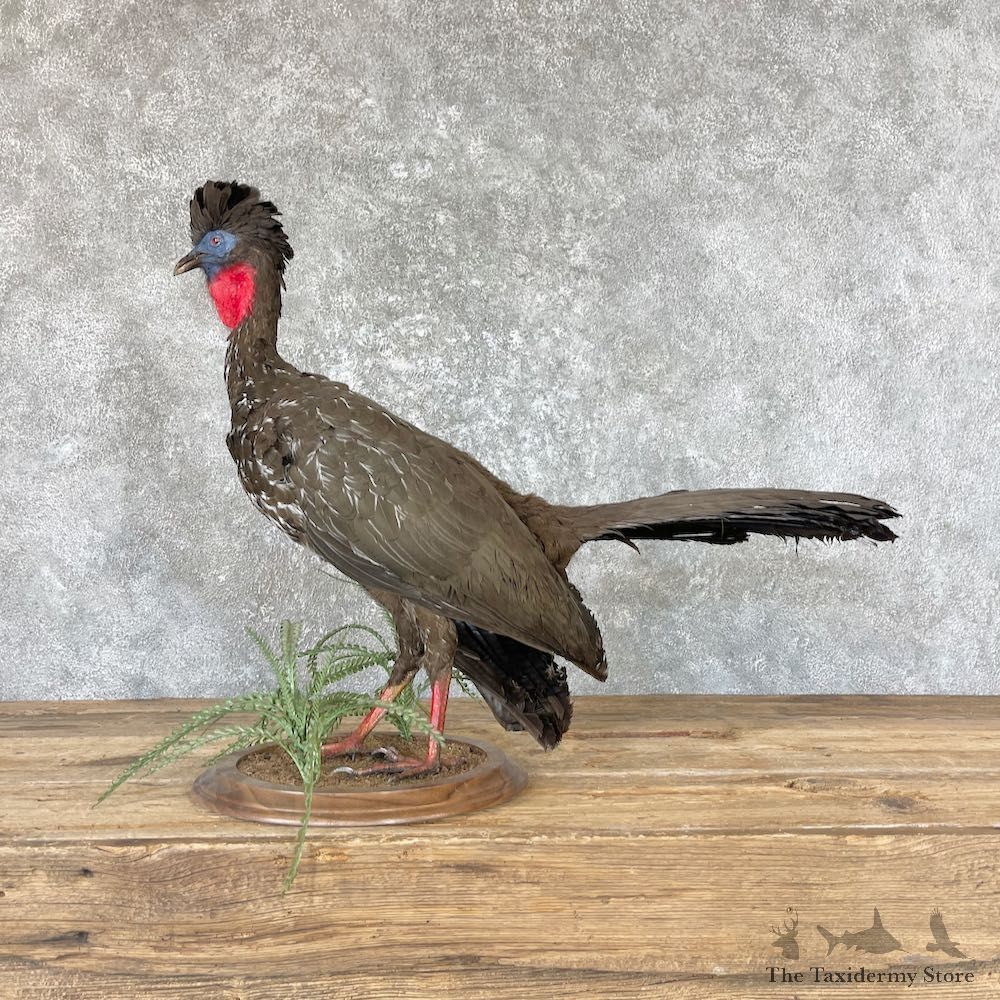 Crested Guan Taxidermy Bird Mount For Sale #26675 @ The Taxidermy Store