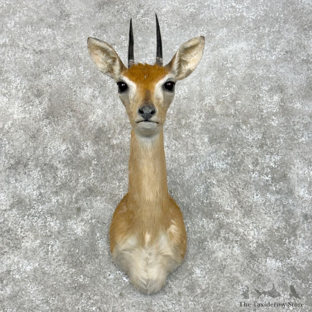 Southern Oribi Shoulder Mount For Sale #28948 @ The Taxidermy Store