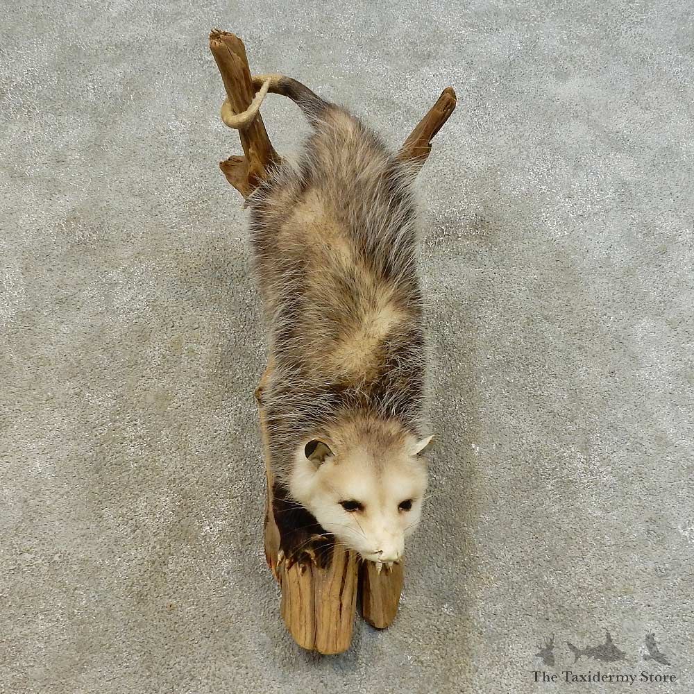 Wall-Hanging Opossum Mount For Sale #16514 @ The Taxidermy Store
