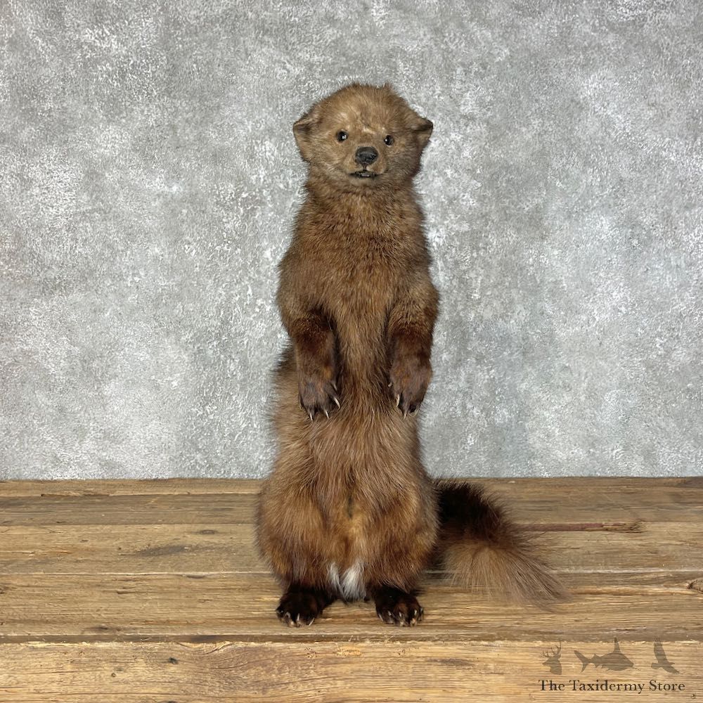 Fisher Life-Size Taxidermy Mount #25459 For Sale @ The Taxidermy Store