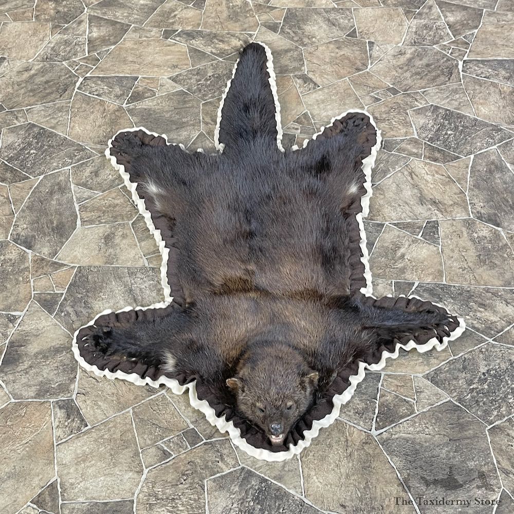 Fisher Full Size Taxidermy Rug Mount #25596 For Sale @ The Taxidermy Store