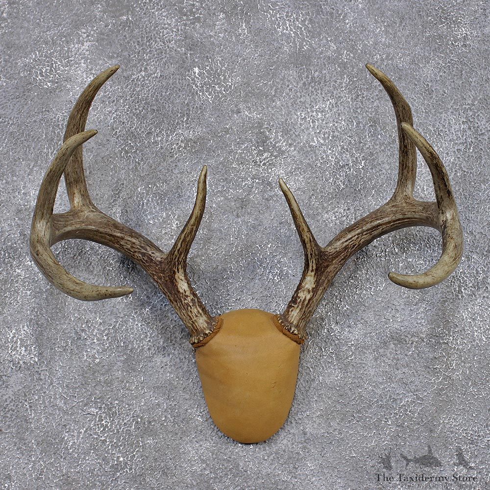 Whitetail Deer Taxidermy Leather Antler Mount #12433 For Sale @ The Taxidermy Store