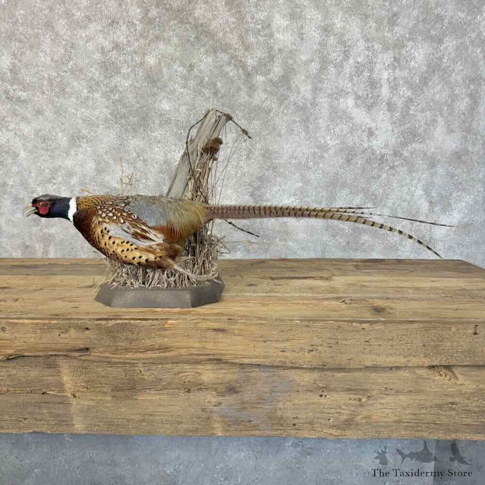 Ringneck Pheasant Bird Mount For Sale #31111 @ The Taxidermy Store