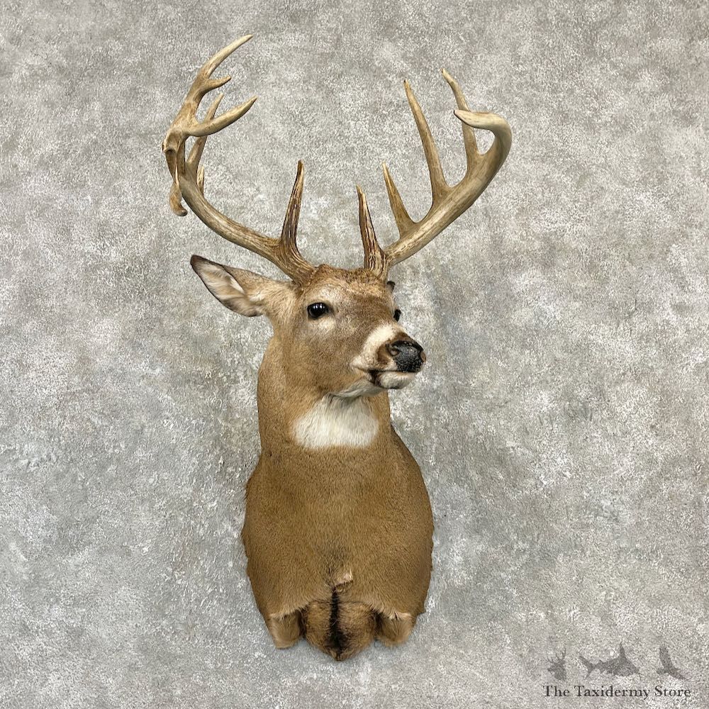 Whitetail Deer Shoulder Mount For Sale #27151 - The Taxidermy Store