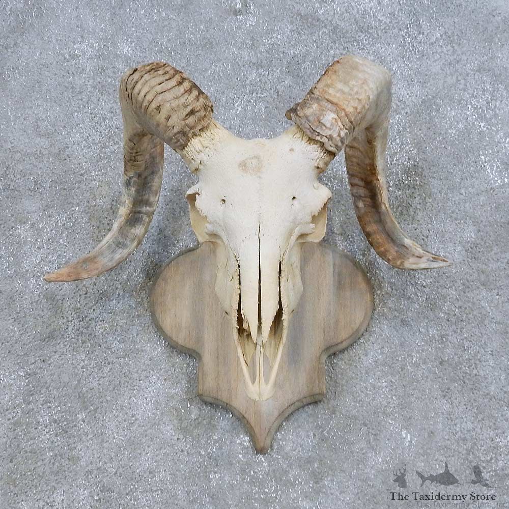 Corsican Ram Skull European Mount For Sale #14686 @ The Taxidermy Store