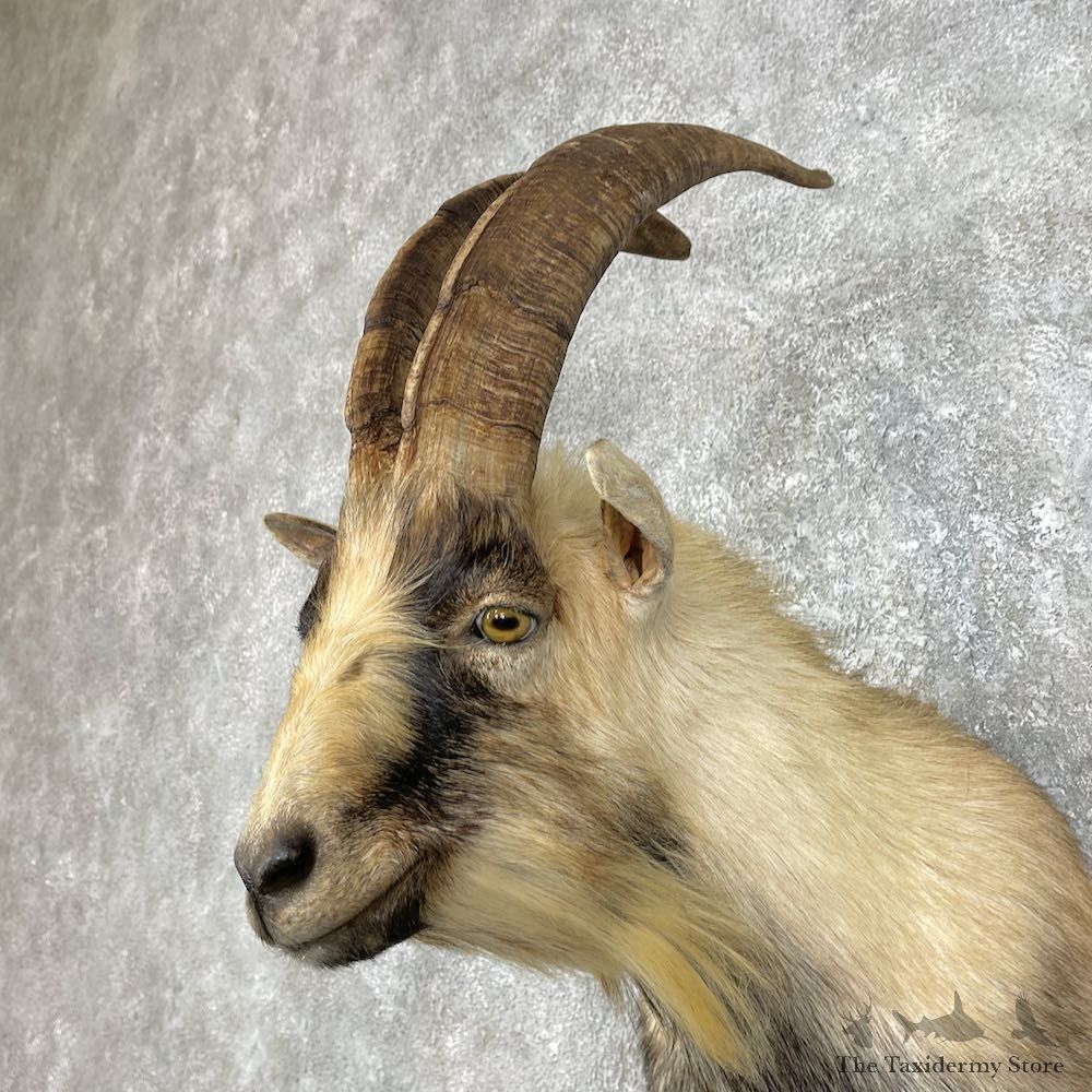 Feral Goat Shoulder Mount For Sale #25782 @ The Taxidermy Store