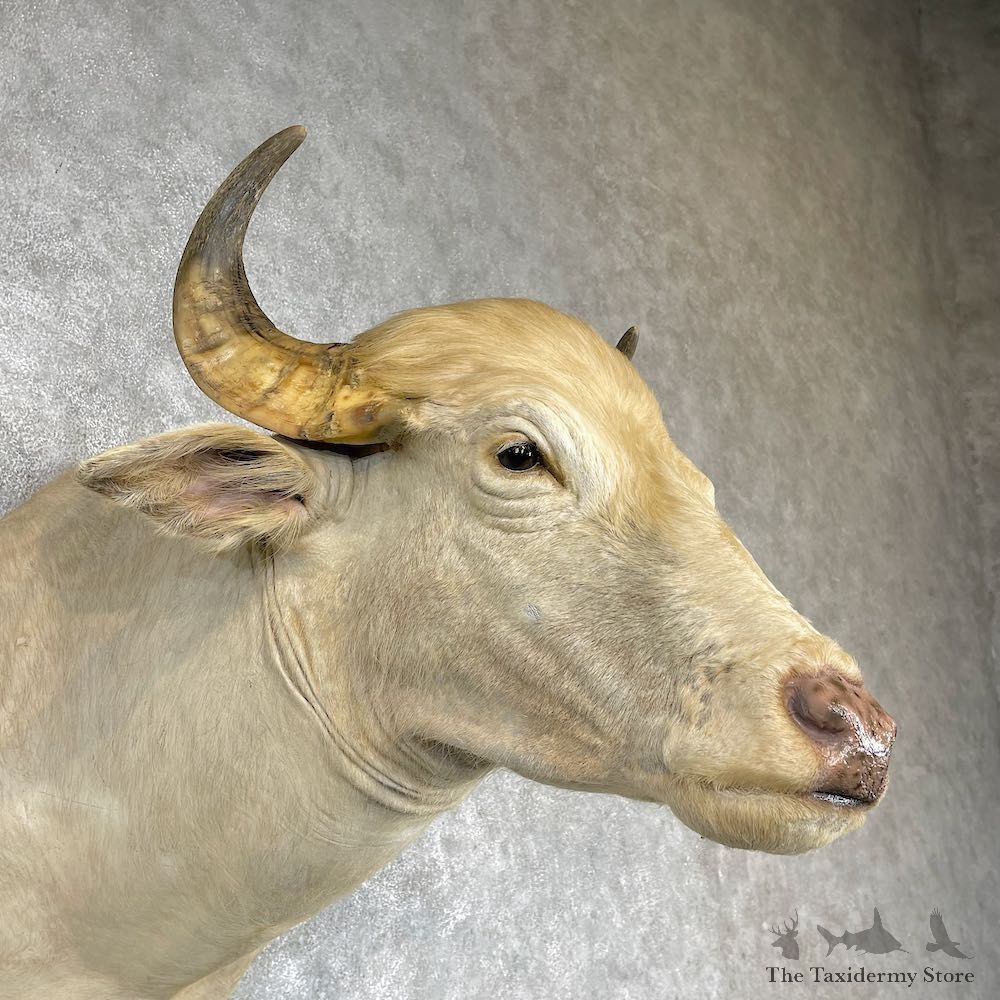 White Water Buffalo Shoulder Mount For Sale #25853 For Sale @ The Taxidermy Store