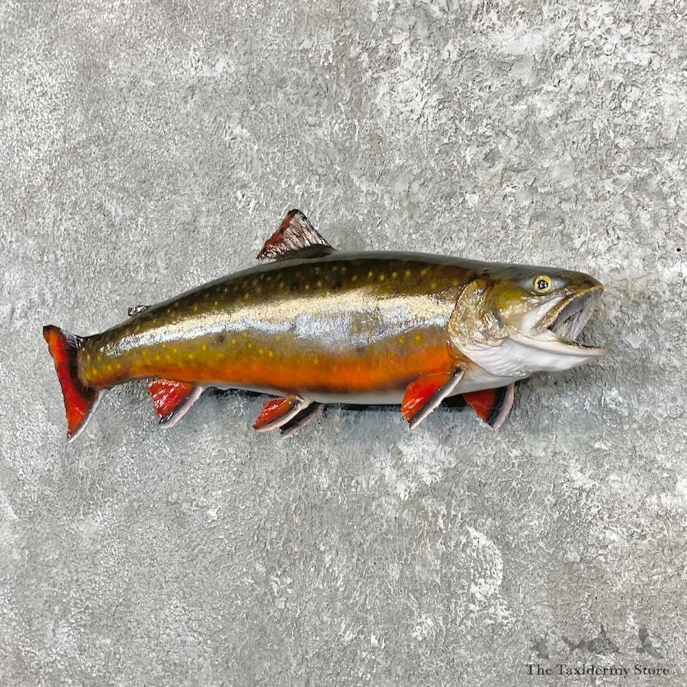 Brook Trout Fish Mount For Sale #27254 @ The Taxidermy Store