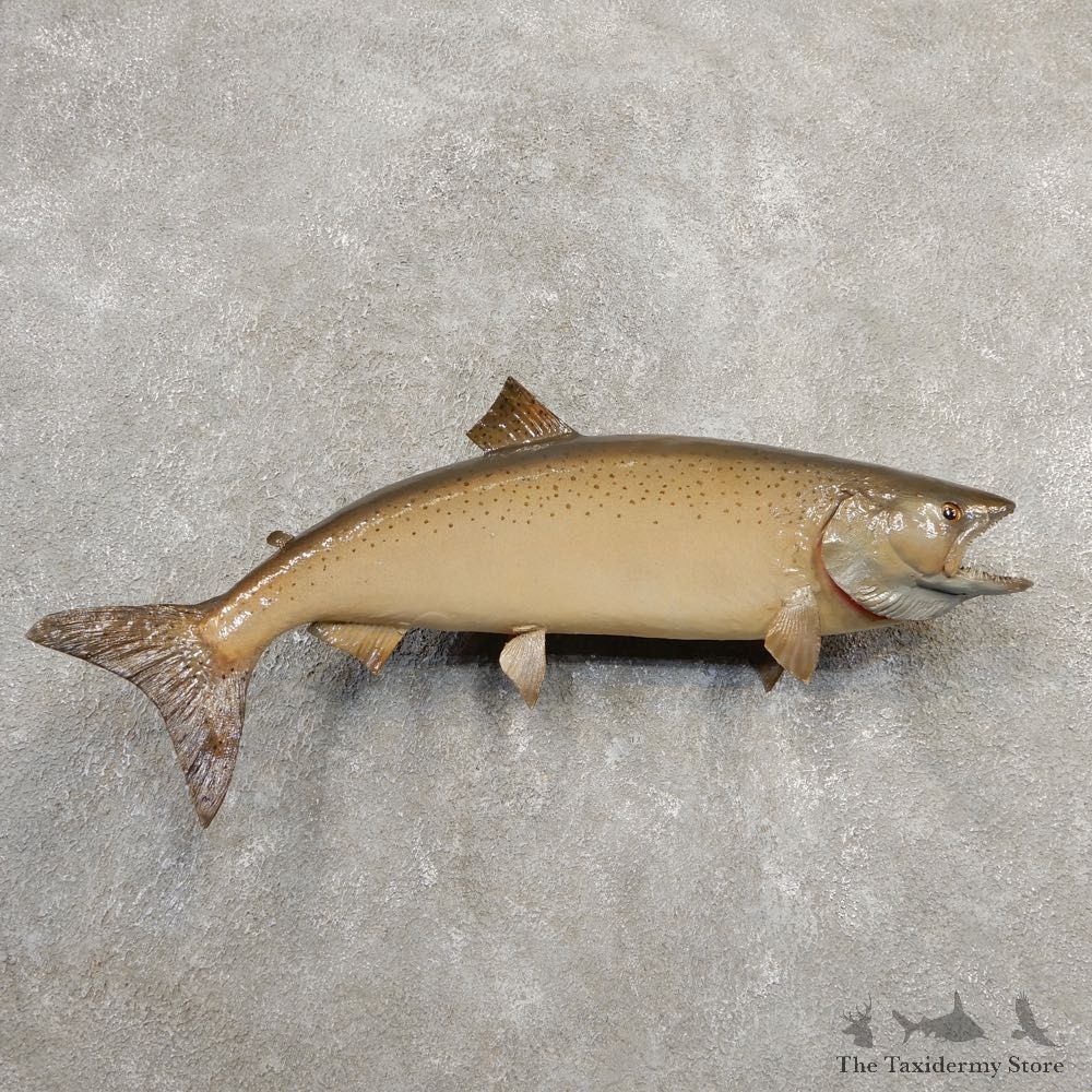 Atlantic Salmon Fish Mount For Sale #20586 @ The Taxidermy Store