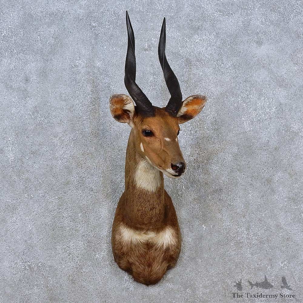 Cape Bushbuck Shoulder Mount For Sale #15202 @ The Taxidermy Store