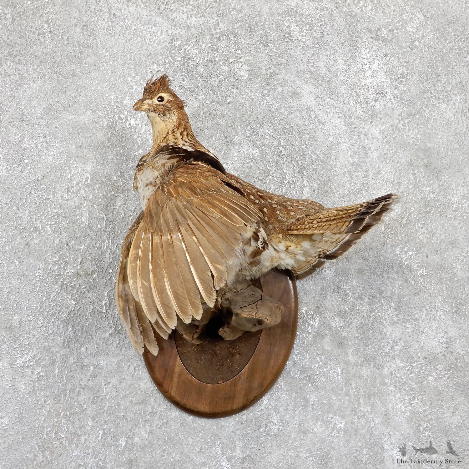 Ruffed Grouse Taxidermy Bird Mount For Sale #19424 @ The Taxidermy Store