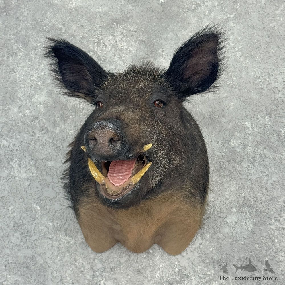Wild Boar Shoulder Mount For Sale #32393 @ The Taxidermy Store