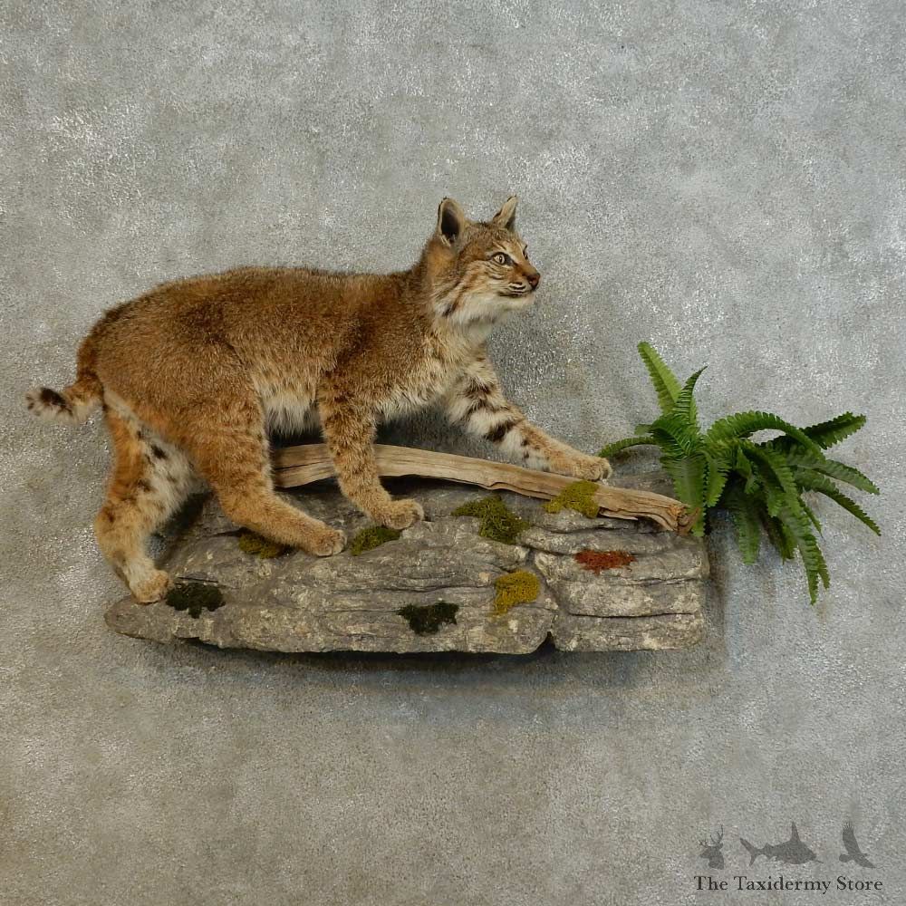 Bobcat Life-Size Mount For Sale #16524 @ The Taxidermy Store