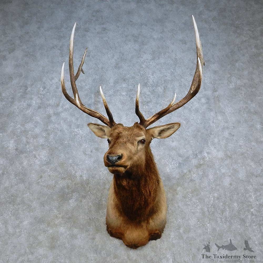 Rocky Mountain Elk Shoulder Mount For Sale #15099 @ The Taxidermy Store